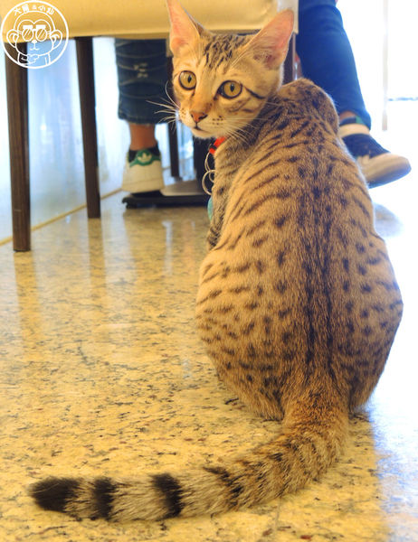 野喵中途咖啡:呷飽祙【新北三重・野喵中途咖啡】喵星人左擁右抱用餐