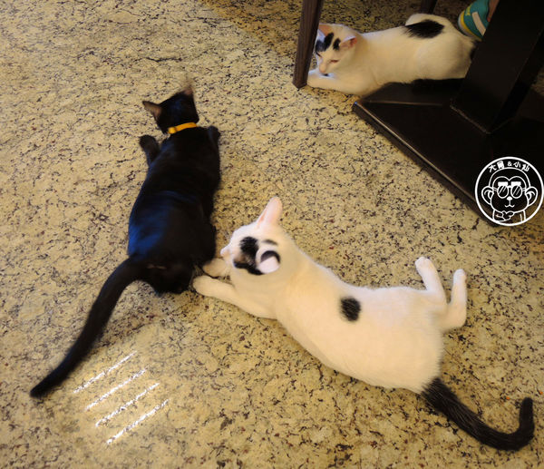 野喵中途咖啡:呷飽祙【新北三重・野喵中途咖啡】喵星人左擁右抱用餐