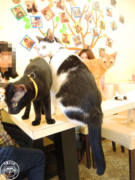 野喵中途咖啡:呷飽祙【新北三重・野喵中途咖啡】喵星人左擁右抱用餐