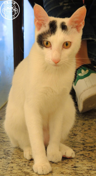 野喵中途咖啡:呷飽祙【新北三重・野喵中途咖啡】喵星人左擁右抱用餐