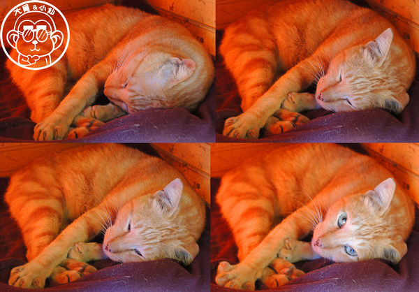 野喵中途咖啡:呷飽祙【新北三重・野喵中途咖啡】喵星人左擁右抱用餐