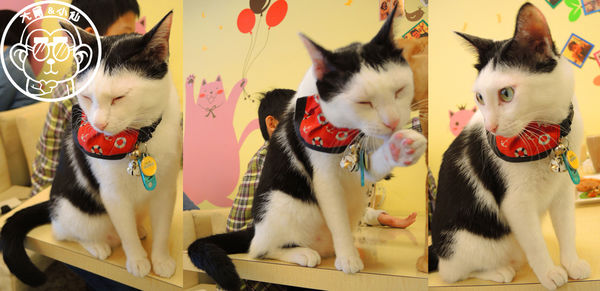 野喵中途咖啡:呷飽祙【新北三重・野喵中途咖啡】喵星人左擁右抱用餐