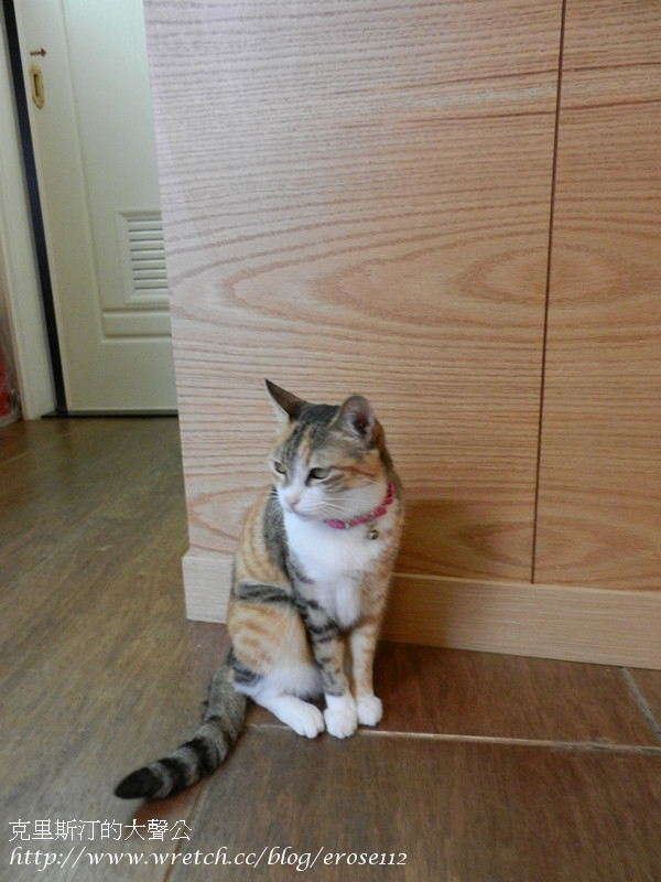 貓旅行 022_副本