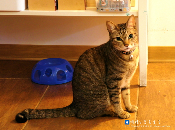 貓旅行咖啡輕食館：〖台中│美食〗貓旅行咖啡輕食館 ❤ 超萌立體貓咪拉花、貓掌湯圓登場!!店內還有可愛的喵星人坐陪呷崩唷~