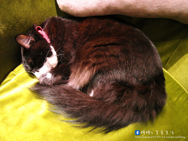 貓旅行咖啡輕食館：〖台中│美食〗貓旅行咖啡輕食館 ❤ 超萌立體貓咪拉花、貓掌湯圓登場!!店內還有可愛的喵星人坐陪呷崩唷~