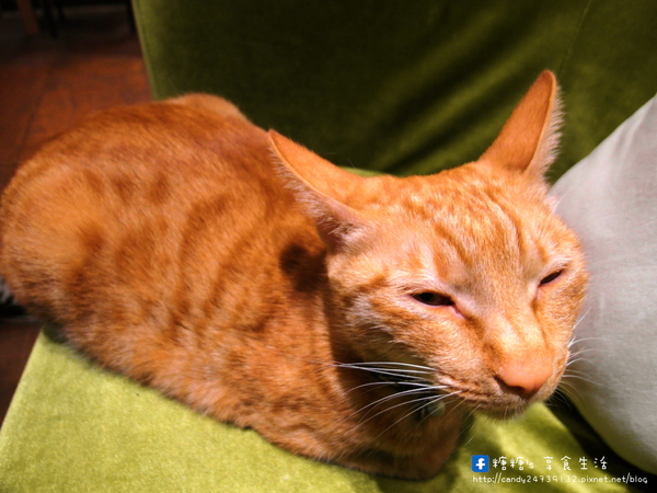 貓旅行咖啡輕食館：〖台中│美食〗貓旅行咖啡輕食館 ❤ 超萌立體貓咪拉花、貓掌湯圓登場!!店內還有可愛的喵星人坐陪呷崩唷~