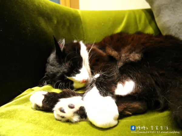 貓旅行咖啡輕食館：〖台中│美食〗貓旅行咖啡輕食館 ❤ 超萌立體貓咪拉花、貓掌湯圓登場!!店內還有可愛的喵星人坐陪呷崩唷~