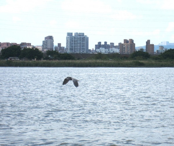 大稻埕碼頭：藍色公路微旅行 : 大稻埕碼頭-關渡碼頭   淡水河渡輪遊