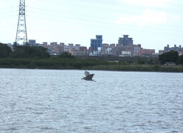 大稻埕碼頭：藍色公路微旅行 : 大稻埕碼頭-關渡碼頭   淡水河渡輪遊