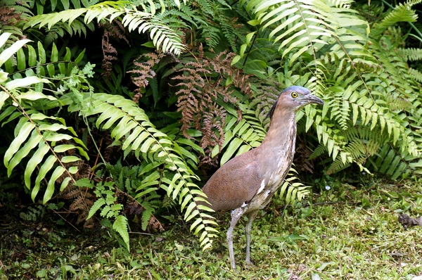 台北植物園(Taipei Botanic Garden):春遊植物園 - 4月裡有什麼花~