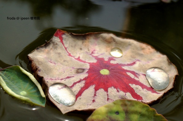 台北植物園(Taipei Botanic Garden)：台北植物園 - 4月初春賞早荷. 浮萍之美