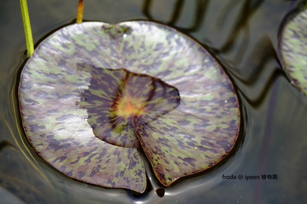 台北植物園(Taipei Botanic Garden)：台北植物園 - 4月初春賞早荷. 浮萍之美