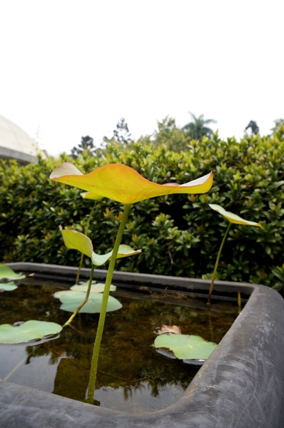台北植物園(Taipei Botanic Garden)：台北植物園 - 4月初春賞早荷. 浮萍之美