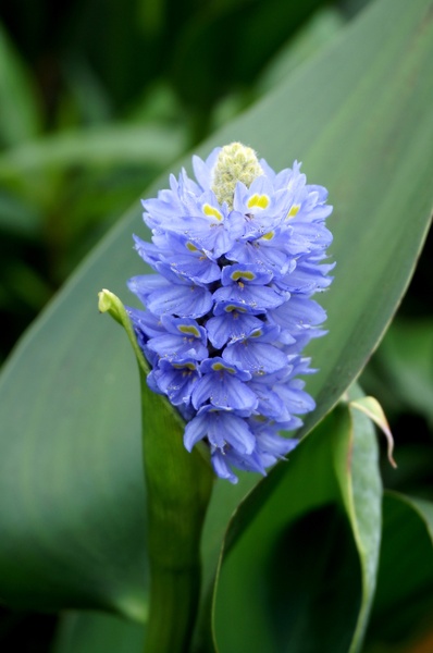 台北植物園(Taipei Botanic Garden):春遊植物園 - 4月裡有什麼花~