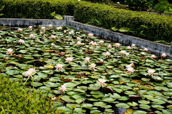 台北植物園(Taipei Botanic Garden)：台北植物園 - 4月初春賞早荷. 浮萍之美