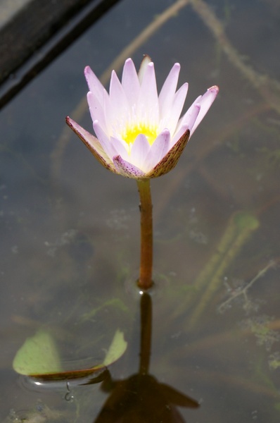 台北植物園(Taipei Botanic Garden)：台北植物園 - 4月初春賞早荷. 浮萍之美