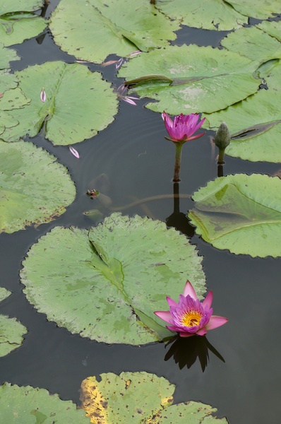 台北植物園(Taipei Botanic Garden)：台北植物園 - 4月初春賞早荷. 浮萍之美