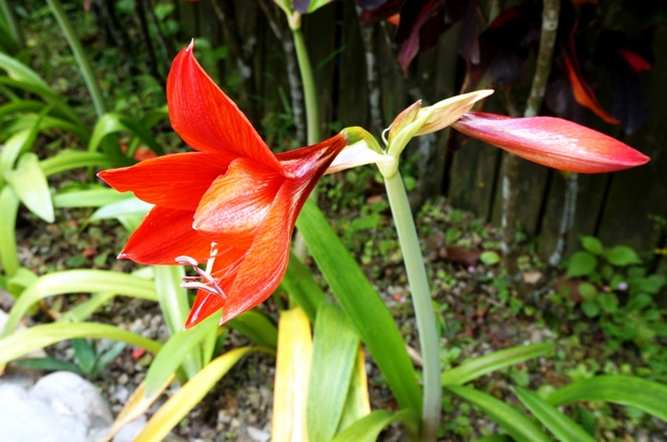 台北植物園(Taipei Botanic Garden):春遊植物園 - 4月裡有什麼花~
