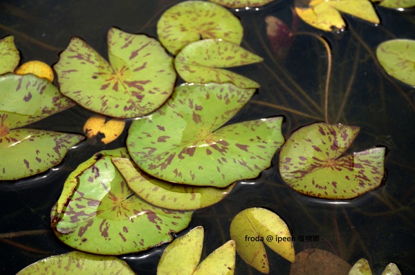 台北植物園(Taipei Botanic Garden)：台北植物園 - 4月初春賞早荷. 浮萍之美