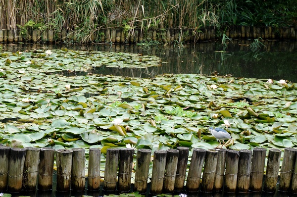 台北植物園(Taipei Botanic Garden)：台北植物園 - 4月初春賞早荷. 浮萍之美
