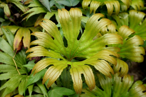 台北植物園(Taipei Botanic Garden):春遊植物園 - 4月裡有什麼花~