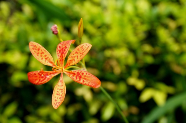 台北植物園(Taipei Botanic Garden):春遊植物園 - 4月裡有什麼花~