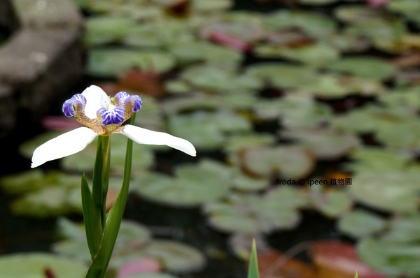 台北植物園(Taipei Botanic Garden):春遊植物園 - 4月裡有什麼花~