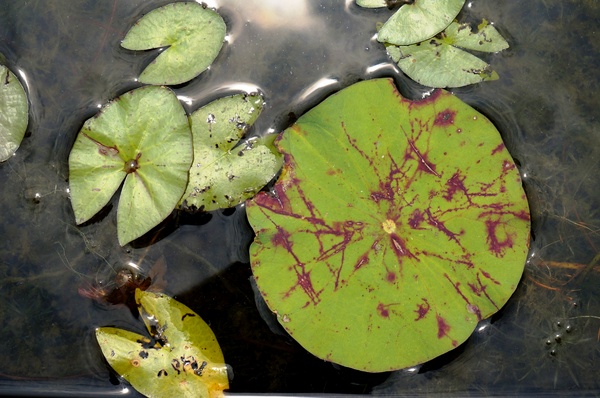 台北植物園(Taipei Botanic Garden)：台北植物園 - 4月初春賞早荷. 浮萍之美