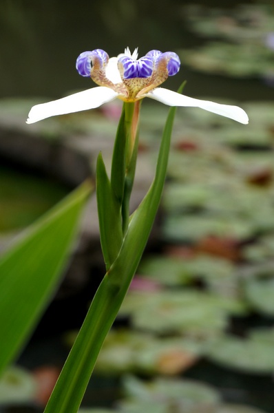 台北植物園(Taipei Botanic Garden):春遊植物園 - 4月裡有什麼花~