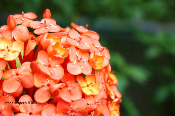 台北植物園(Taipei Botanic Garden):春遊植物園 - 4月裡有什麼花~