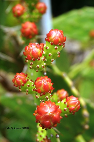 台北植物園(Taipei Botanic Garden):春遊植物園 - 4月裡有什麼花~
