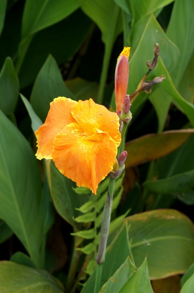 台北植物園(Taipei Botanic Garden):春遊植物園 - 4月裡有什麼花~