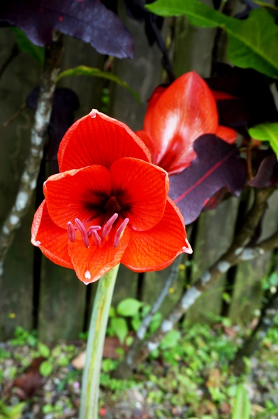 台北植物園(Taipei Botanic Garden):春遊植物園 - 4月裡有什麼花~