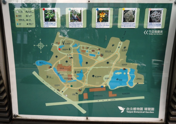 台北植物園(Taipei Botanic Garden)：台北植物園 - 4月初春賞早荷. 浮萍之美