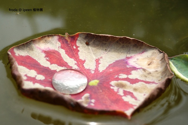 台北植物園(Taipei Botanic Garden)：台北植物園 - 4月初春賞早荷. 浮萍之美