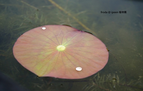 台北植物園(Taipei Botanic Garden)：台北植物園 - 4月初春賞早荷. 浮萍之美