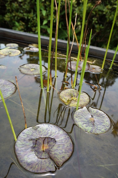 台北植物園(Taipei Botanic Garden)：台北植物園 - 4月初春賞早荷. 浮萍之美