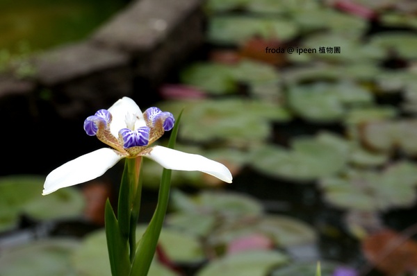 台北植物園(Taipei Botanic Garden):春遊植物園 - 4月裡有什麼花~