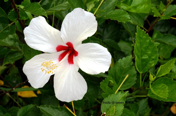 台北植物園(Taipei Botanic Garden):春遊植物園 - 4月裡有什麼花~