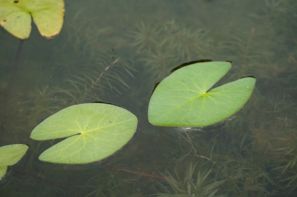 台北植物園(Taipei Botanic Garden)：台北植物園 - 4月初春賞早荷. 浮萍之美
