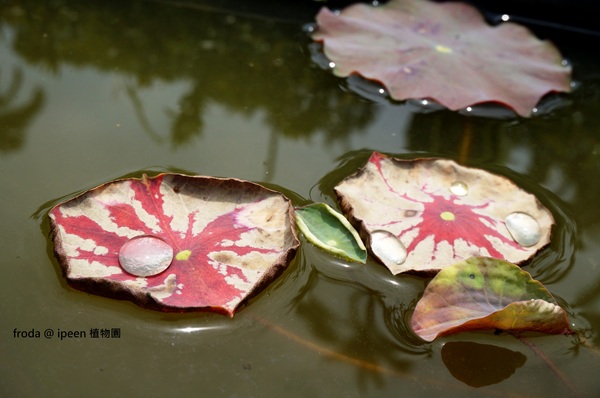 台北植物園(Taipei Botanic Garden)：台北植物園 - 4月初春賞早荷. 浮萍之美