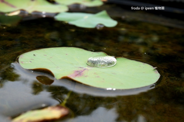 台北植物園(Taipei Botanic Garden)：台北植物園 - 4月初春賞早荷. 浮萍之美