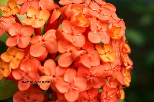 台北植物園(Taipei Botanic Garden):春遊植物園 - 4月裡有什麼花~