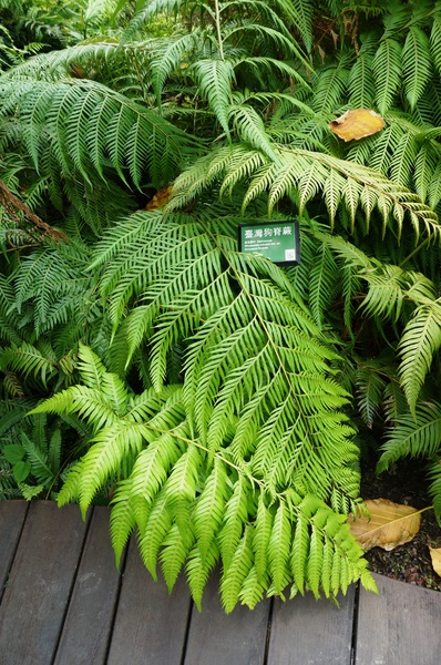 台北植物園(Taipei Botanic Garden):春遊植物園 - 4月裡有什麼花~