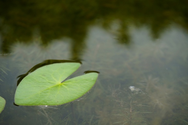 台北植物園(Taipei Botanic Garden)：台北植物園 - 4月初春賞早荷. 浮萍之美