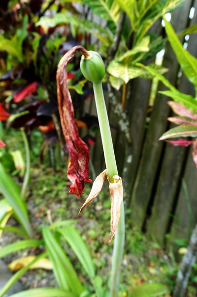 台北植物園(Taipei Botanic Garden):春遊植物園 - 4月裡有什麼花~