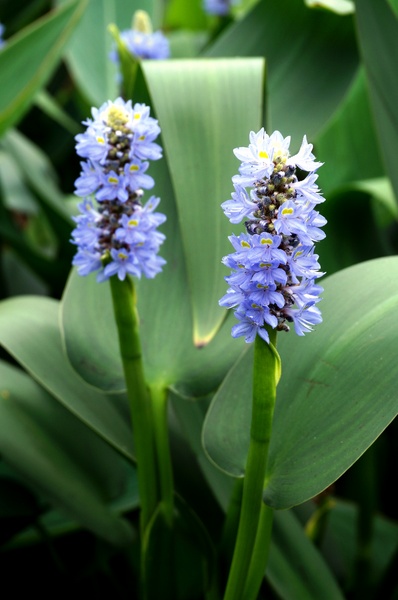 台北植物園(Taipei Botanic Garden):春遊植物園 - 4月裡有什麼花~
