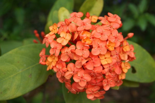 台北植物園(Taipei Botanic Garden):春遊植物園 - 4月裡有什麼花~
