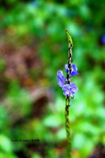台北植物園(Taipei Botanic Garden):春遊植物園 - 4月裡有什麼花~