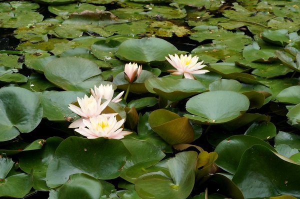 台北植物園(Taipei Botanic Garden)：台北植物園 - 4月初春賞早荷. 浮萍之美